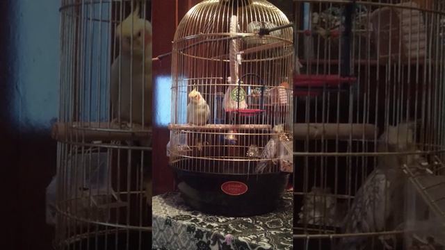 Корела (Корелла) співає "Сімейка Адамсів" смотреть онлайн