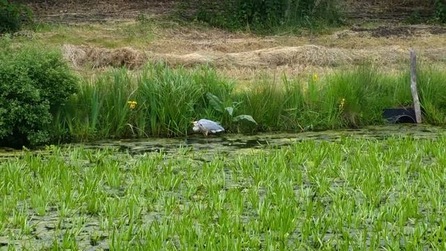 Reiger langs slootkant snelweg Heerenveen-Wolvega Abe Lenstra Stadion. смотреть онлайн