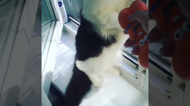 Когда кот нагадил тебе в сумку и ты решил отомстить смотреть онлайн