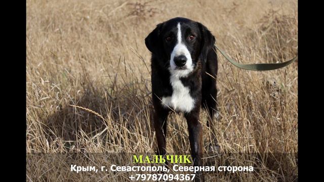 Пропала собака! МАЛЬЧИК. Крым, г. Севастополь смотреть онлайн