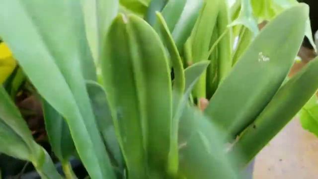 Rhyncholaelia Brassavola Digbyana смотреть онлайн