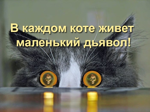В каждом коте есть нечто демоническое смотреть онлайн