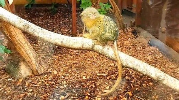 YooHoo & Friends Childrens Zoo at Chessington World of Adventures, Eco adventures of 5 furry friend