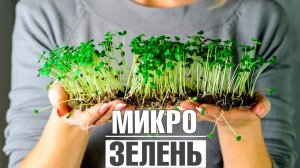 Как выращивать микро зелень у себя дома ✔️ Полезная зелень за 2 недели
