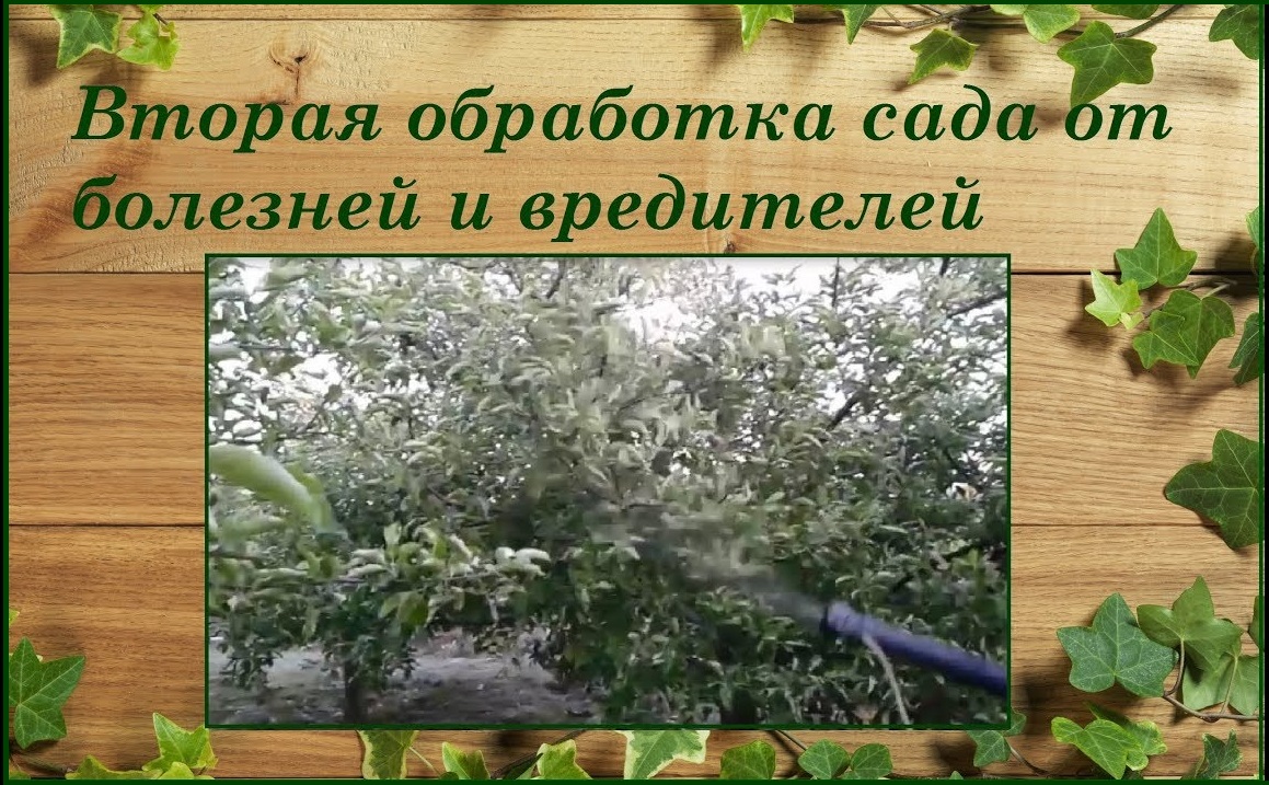 Вторая весенняя обработка деревьев и винограда от болезней и вредителей смотреть онлайн