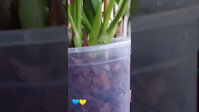 Eria hyacinthoides посаджена смотреть онлайн