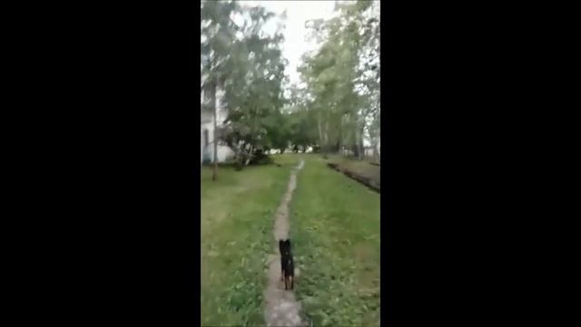 В благовещенскем дворе завелась агрессивная сорока смотреть онлайн