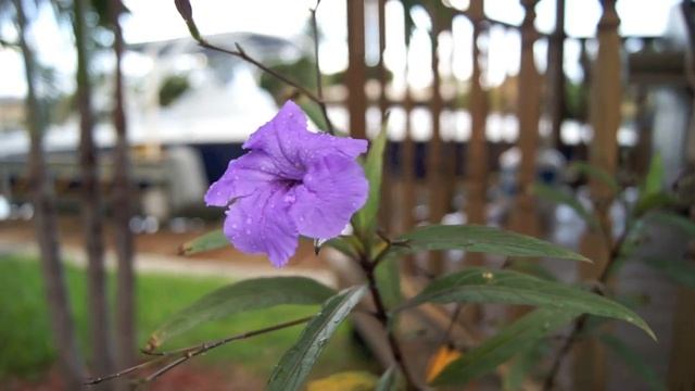 Sony SLT-55V dslr test смотреть онлайн