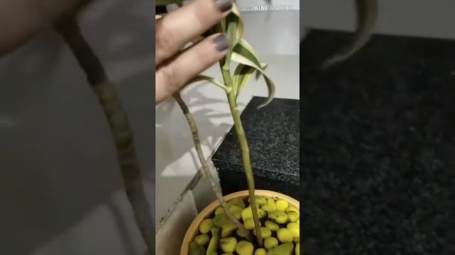 The song of India plant // Dracaena reflexa // care and propagation // greenery. смотреть онлайн