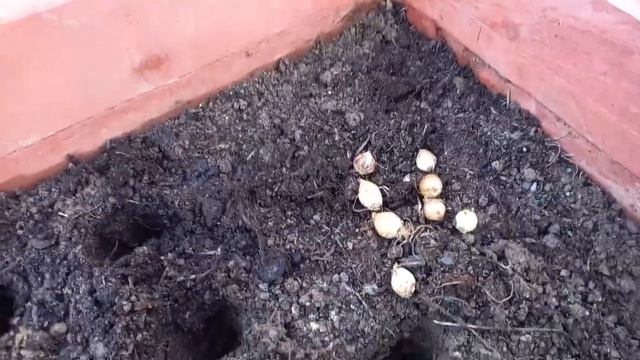 Хионодокса .Сhinodoxa .Снеговик .Снежная красавица. посадка  и уход в открытом грунте