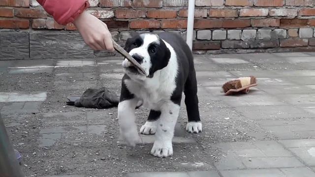 Питомник Из Дома Лоцман смотреть онлайн