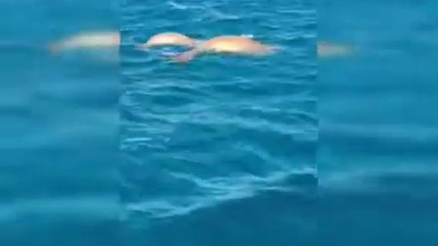 Морская корова Дюгонь в Хургаде смотреть онлайн