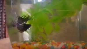 Какая вода должна быть у рыбок петушков?
