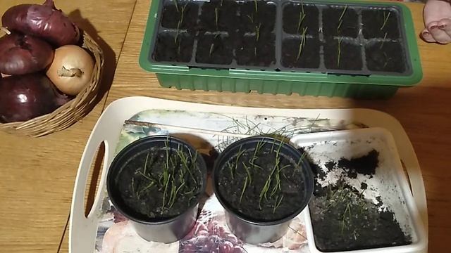 Уход за рассадой лука // Стрижка лука // Каталог семян // С.Х.У смотреть онлайн