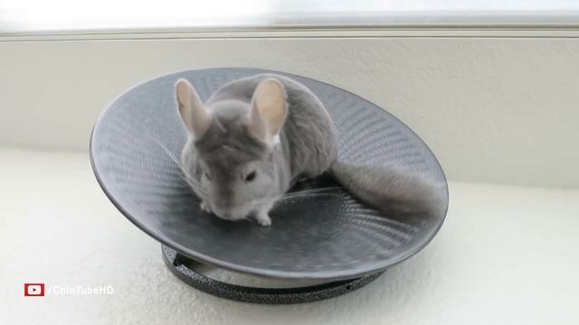 Chinchilla & Hamster Take Turns Spinning смотреть онлайн