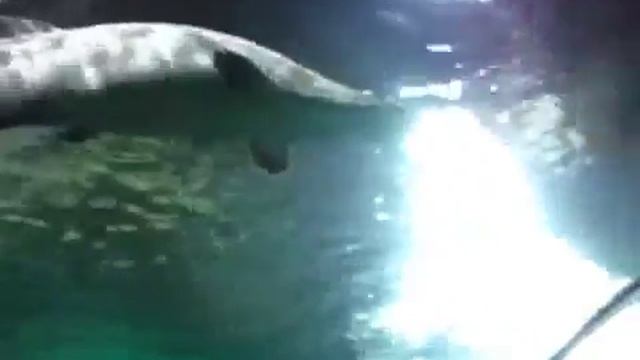 Шанхайский океанариум - подводный туннель смотреть онлайн