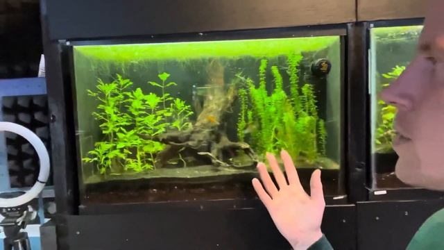 Fish Are Gasping At Surface For Air? Top Of The Tank