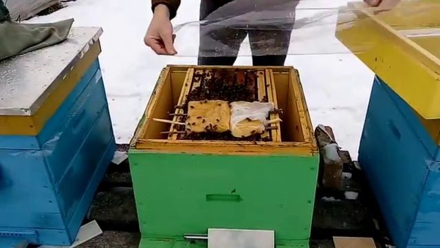 Подкормка пчел канди в ППУ бакфаст и карпатка зимой ч2 | 23 02 2018 смотреть онлайн