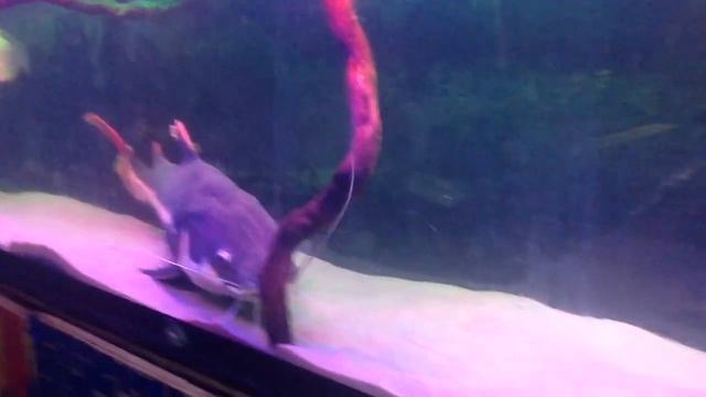 Краснохвостый сом 81 см, арована 50 см смотреть онлайн