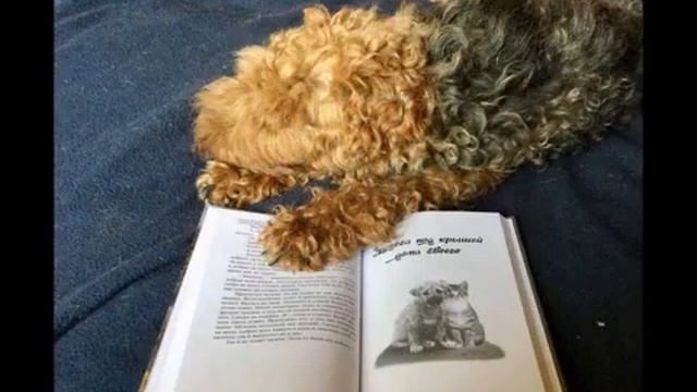 Книга Сказки бабушки Оли смотреть онлайн