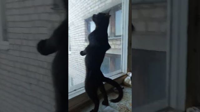 Смешной кот на двух лапах смотреть онлайн