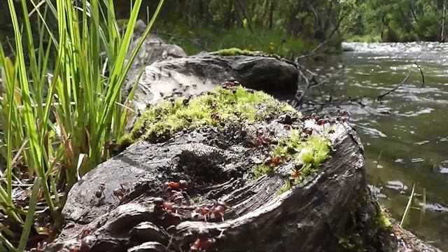 Турка, рыбалка Бурятия смотреть онлайн