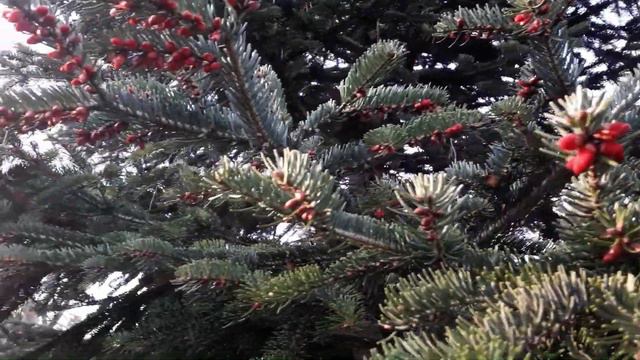 Цветущая Венгрия (часть 2). Цветущие сады и прекрасная музыка смотреть онлайн