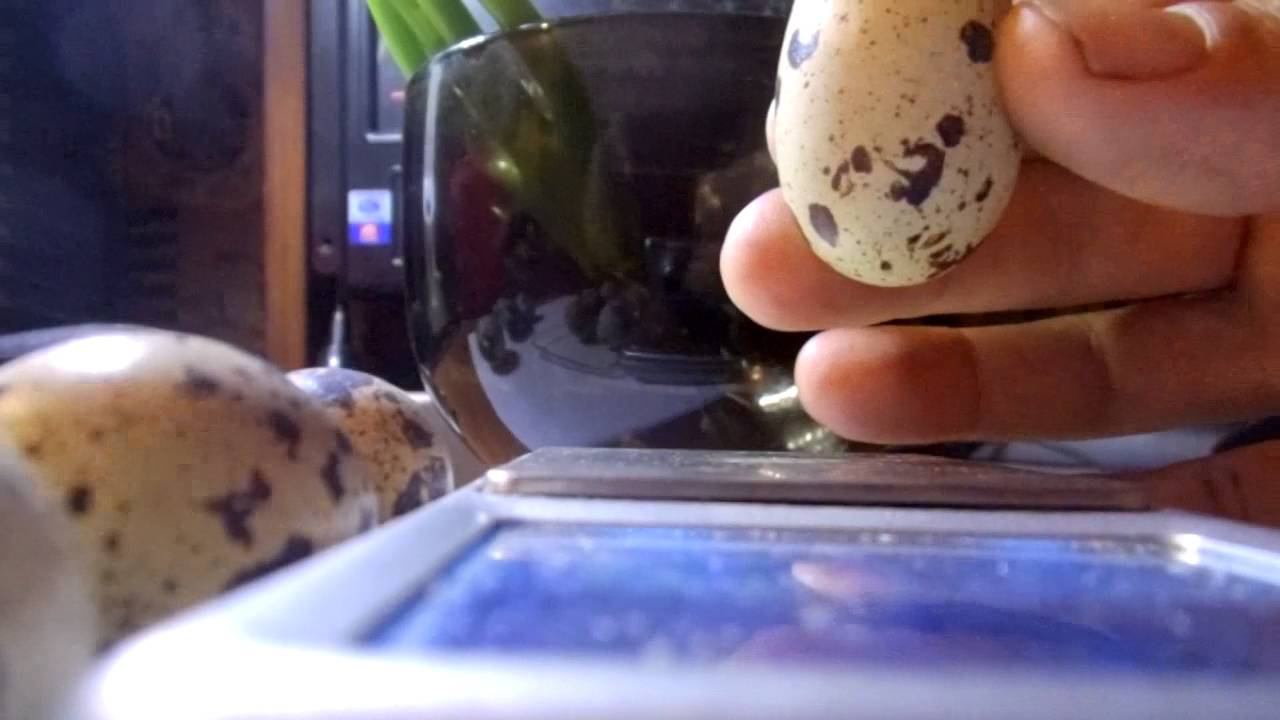 двух желтковые перепелиные яйца. смотреть онлайн