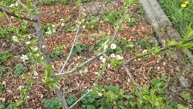 Алыча Румяная зорька. Первое впечатление. смотреть онлайн