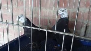 Продаются голуби чили - 8 918 94 94 575 - Геннадий.