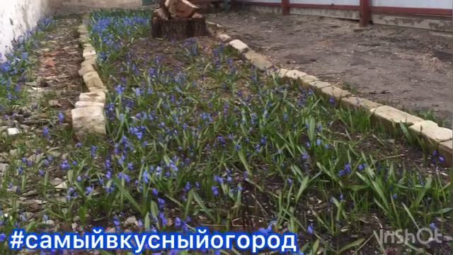 Первоцветы на #самыйвкусныйогород смотреть онлайн