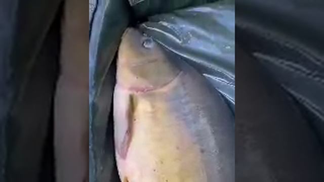 Вот это Трофей!!!