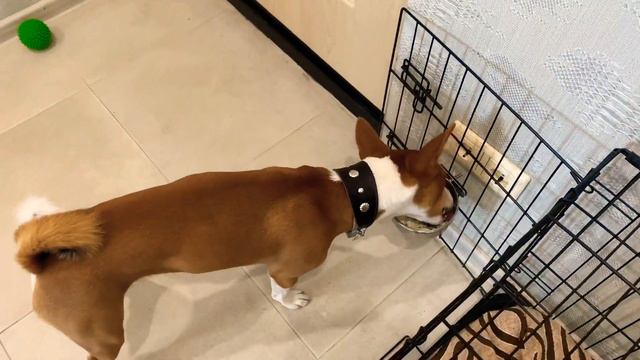 Басенджи Решил меня Обхитрить смотреть онлайн