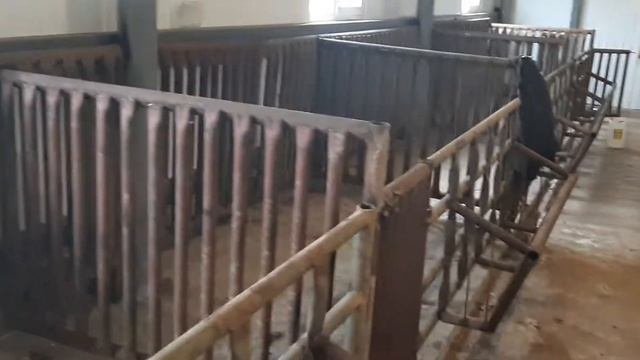 Проект коровника на 100 голов proekt-korovnika-na-100-golov смотреть онлайн