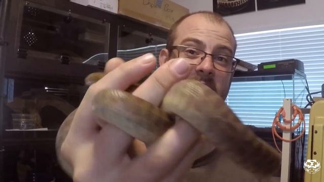 Episode 75 - Children's Pythons with Riley Jimison! смотреть онлайн