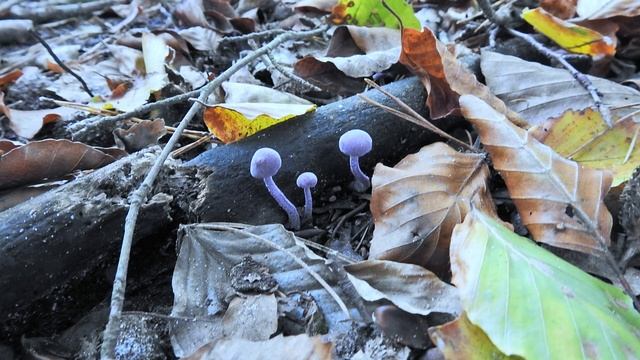 Rodekoolzwam / Laccaria Amethystina. смотреть онлайн