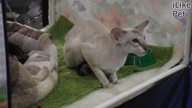 Как ухаживать за сиамской кошкой? смотреть онлайн