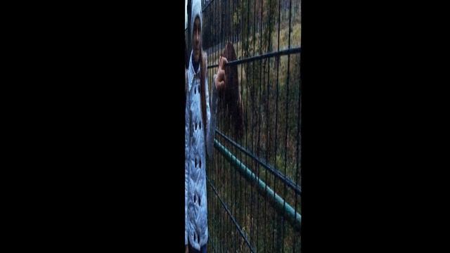 Беловежская пуща песняры смотреть онлайн