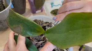 # 114 Орхидеи замерзли. Что делать! (Часть 2) #УходЗаОрхидеями  #ЛечениеОрхидеи