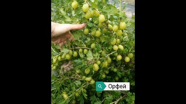 Какой выбрать сорт крыжовника, чтобы вкусно накормить семью? Топ 10 сортов. смотреть онлайн