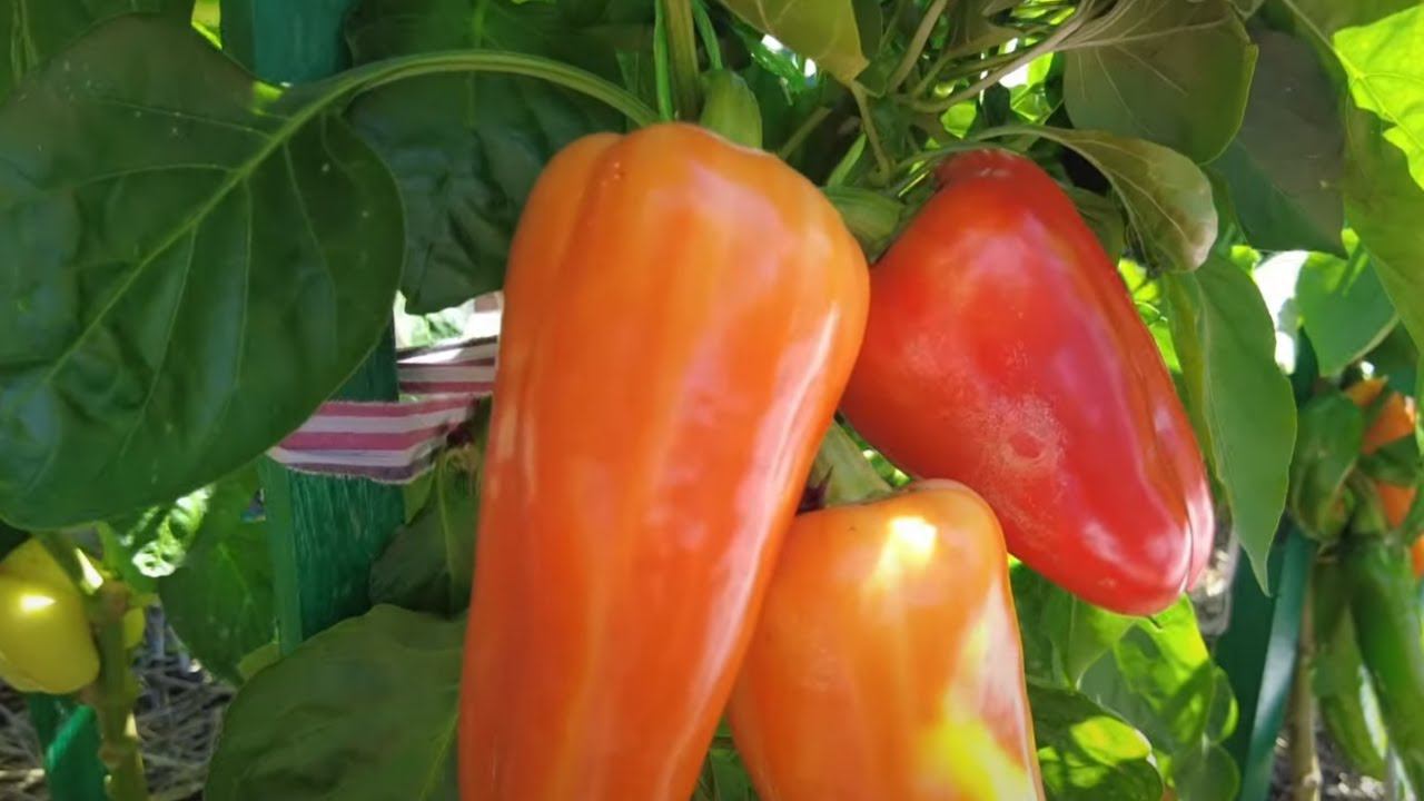 Самые вкусные и урожайные сладкие перцы 2023 смотреть онлайн