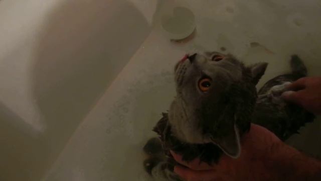 кот бублик 2 года смотреть онлайн