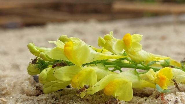 Муравьи гиганты Следите внимательно они вылазят их видно Ants are giants you can see them смотреть онлайн