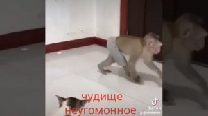 мартышка икот