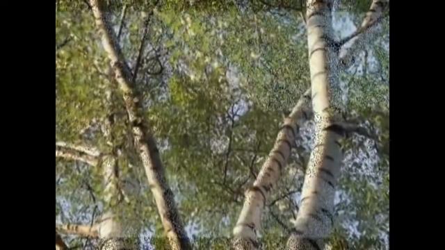 От чего так в России березы шумят смотреть онлайн