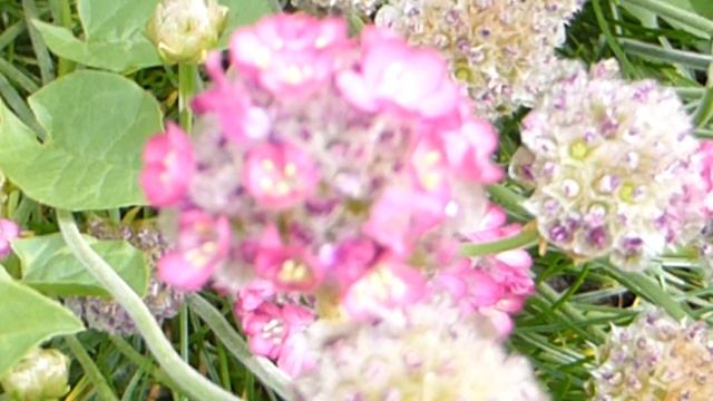 Sea thrift - Armeria maritima - Geldingahnappur - Garðplöntur - Villtar jurtir смотреть онлайн