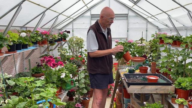 An Overview of the Work Required for Show Standard Pelargoniums. Plus Summer Plant Tidying смотреть онлайн