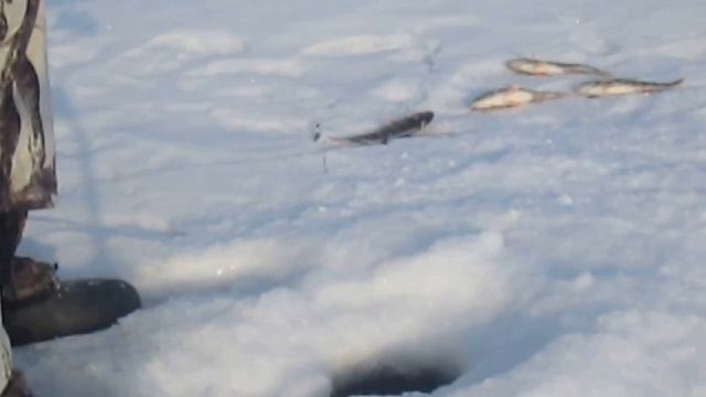 Зимняя рыбалка на Гусином озере 26 02 2016 смотреть онлайн