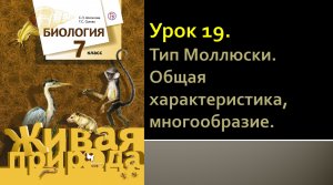 Урок 19. Тип Моллюски. Общая характеристика, многообразие
