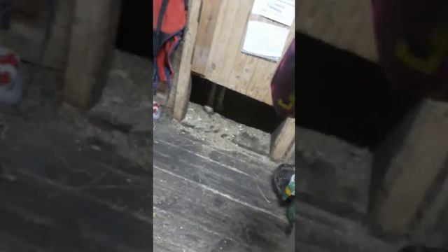 выходное веселье? или бысы на конюшни? смотреть онлайн
